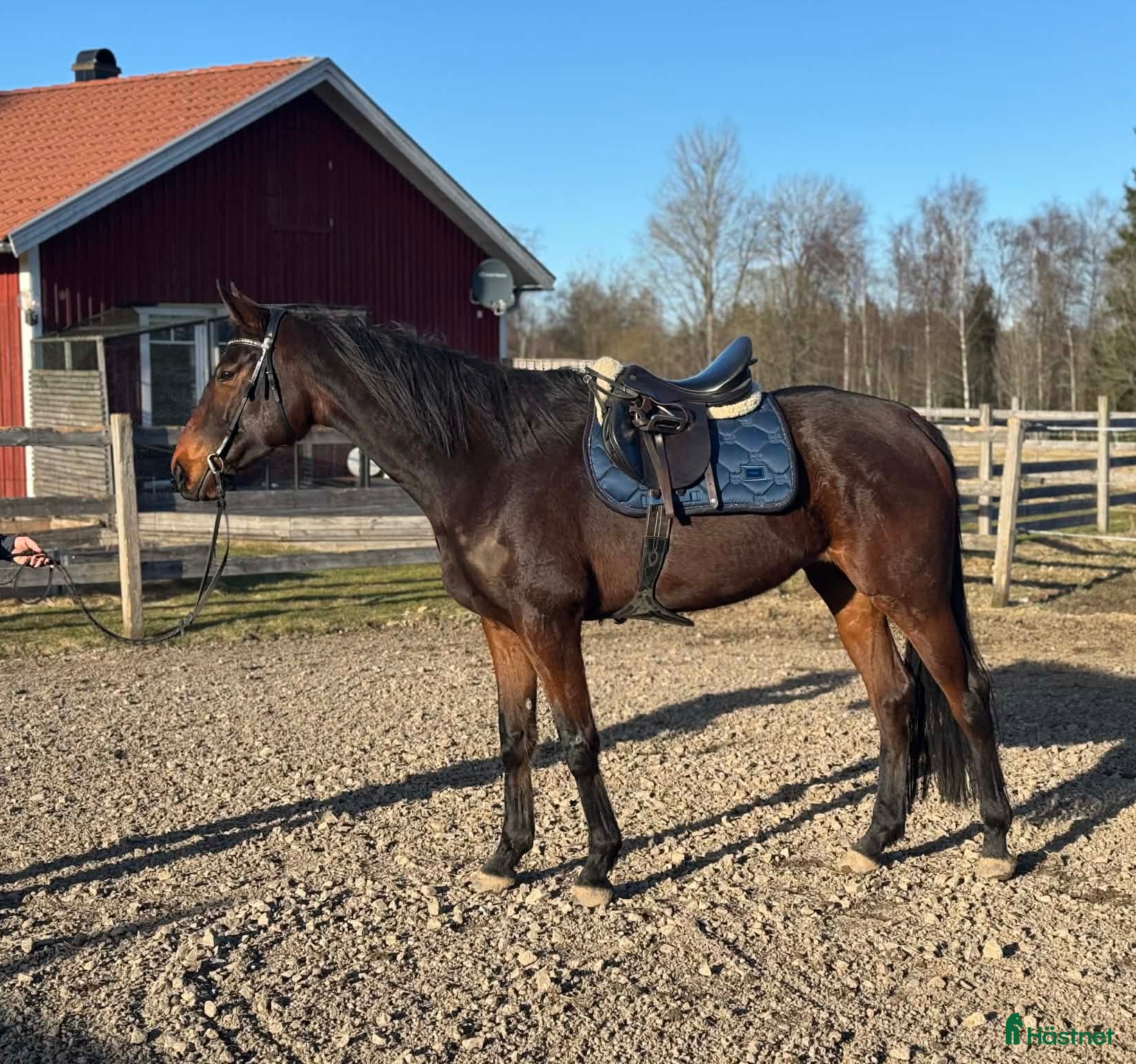  hästar Sto med mycket personlighet! - Annons 11