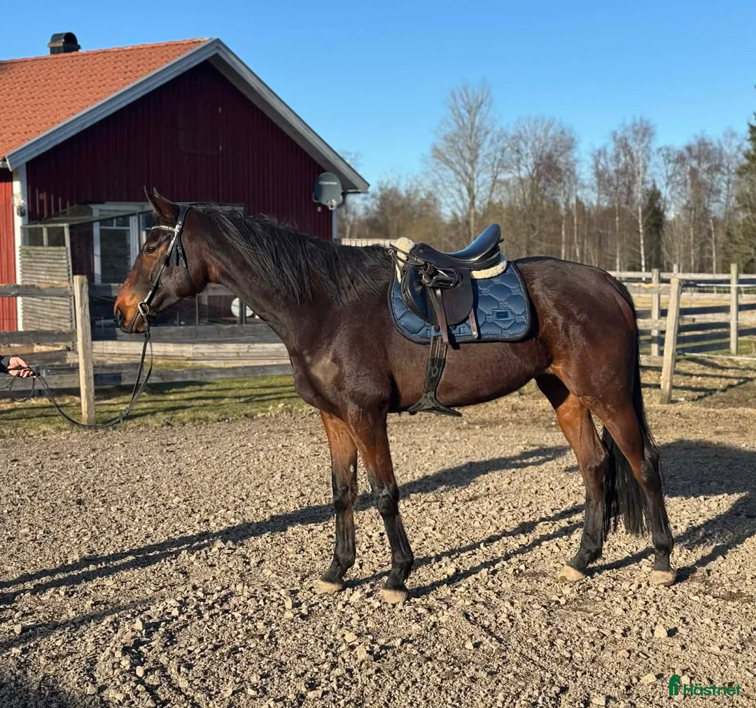 Allround hästar till salu: Sto med mycket personlighet! - Annons 1