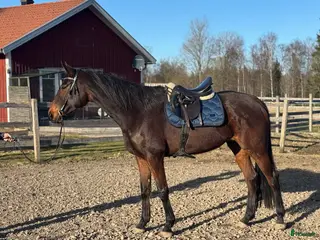 hästar Sto med mycket personlighet! - Annons 11