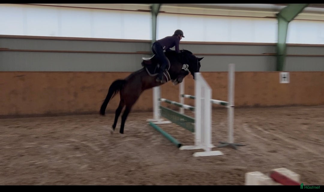 Hoppning hästar till salu: Drömhästen finns här! SÅLD! i Höör - Annons 1