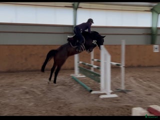 Hoppning hästar till salu: Drömhästen finns här! SÅLD! i Höör - Annons 1