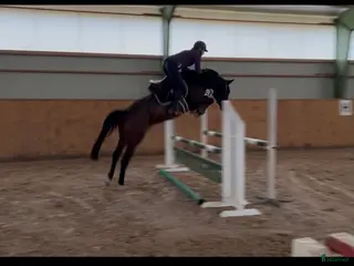 Hoppning hästar till salu: Drömhästen finns här! SÅLD! i Höör - Annons 1