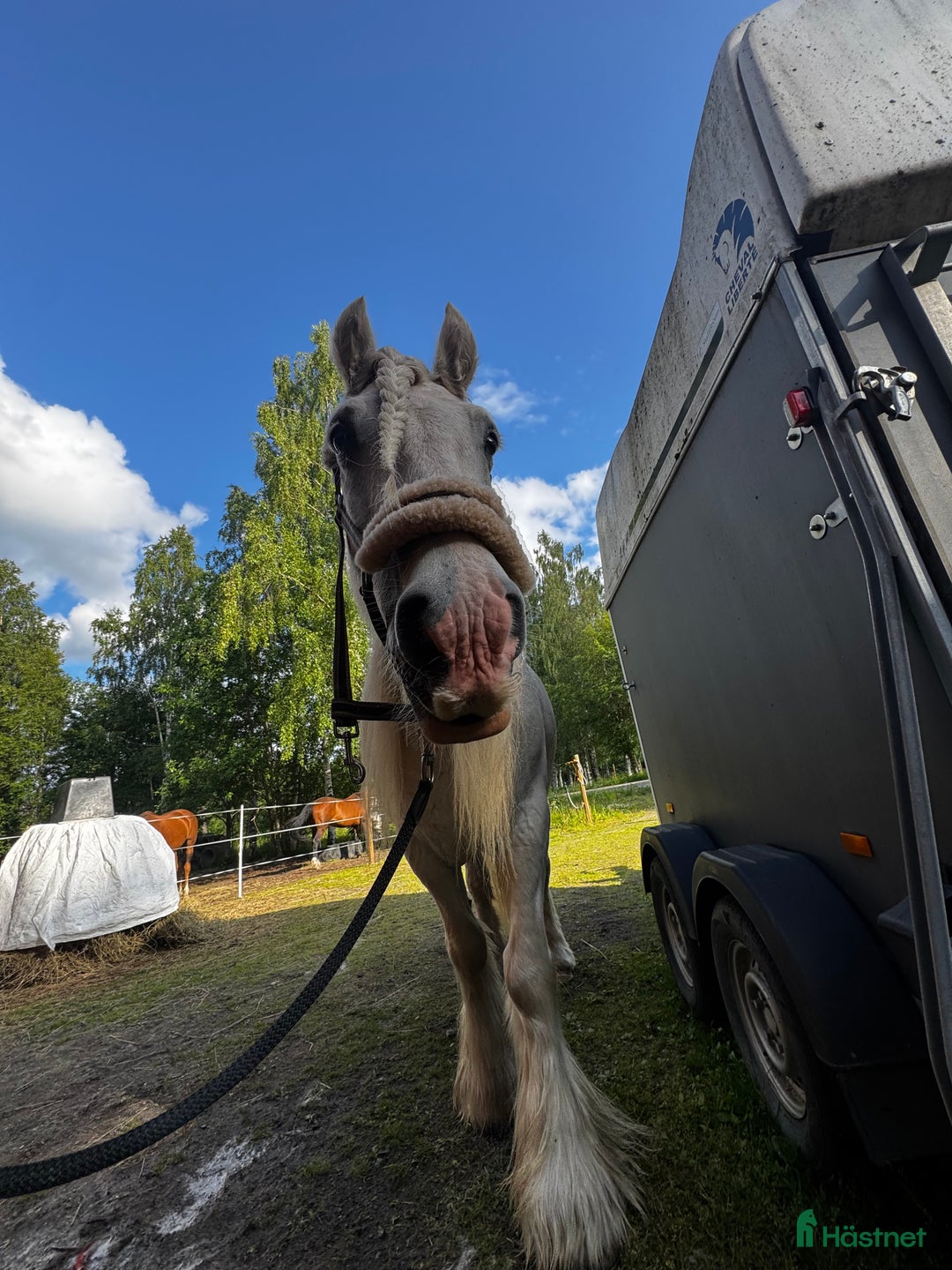 Allround hästar till salu: Drömhäst  i Ljungaverk - Annons 6