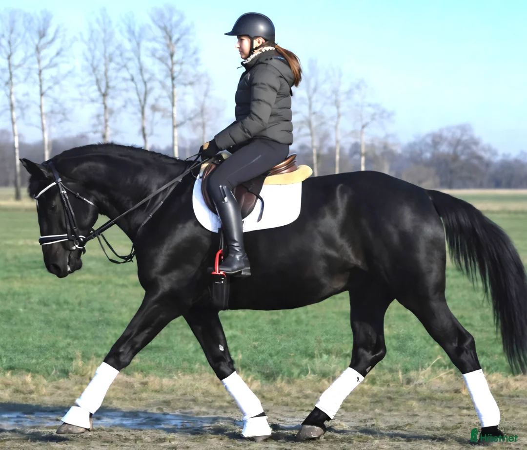 Allround hästar till salu: A real special black Bombproof for New Year - Annons 1