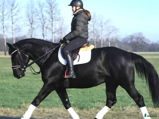 hästar A real special black Bombproof for New Year - Annons 2