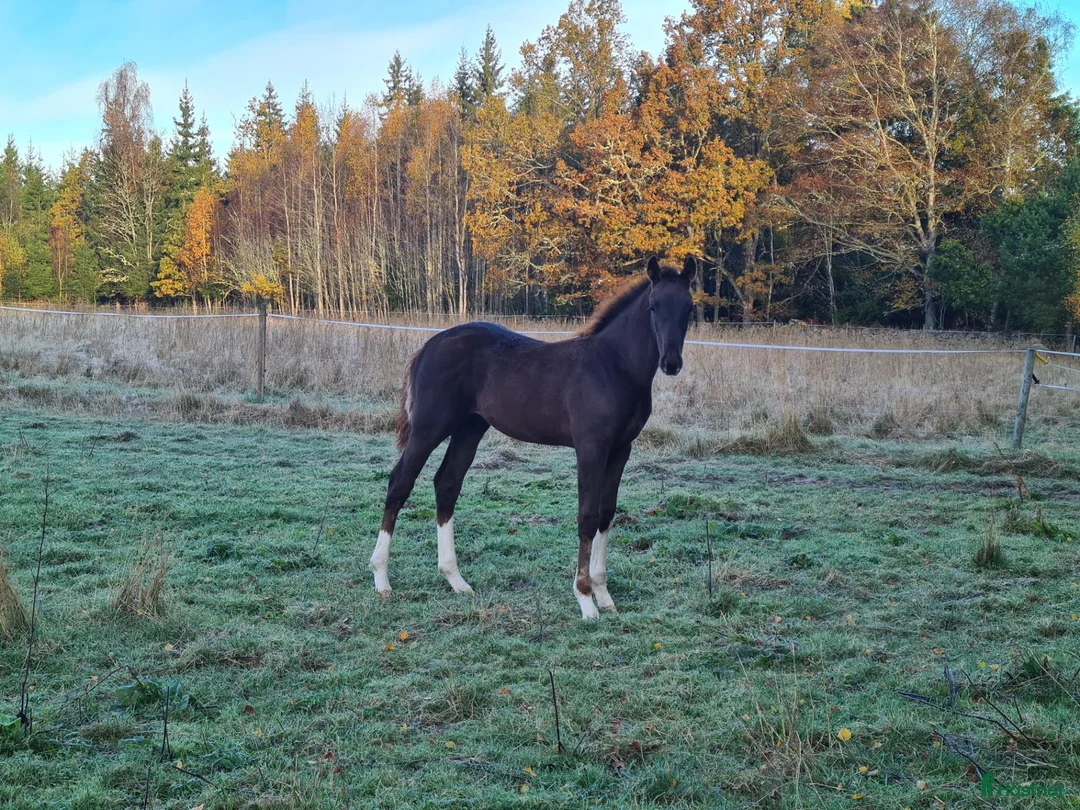 Hoppning hästar till salu: Blivande trevlig hopphäst  - Annons 2