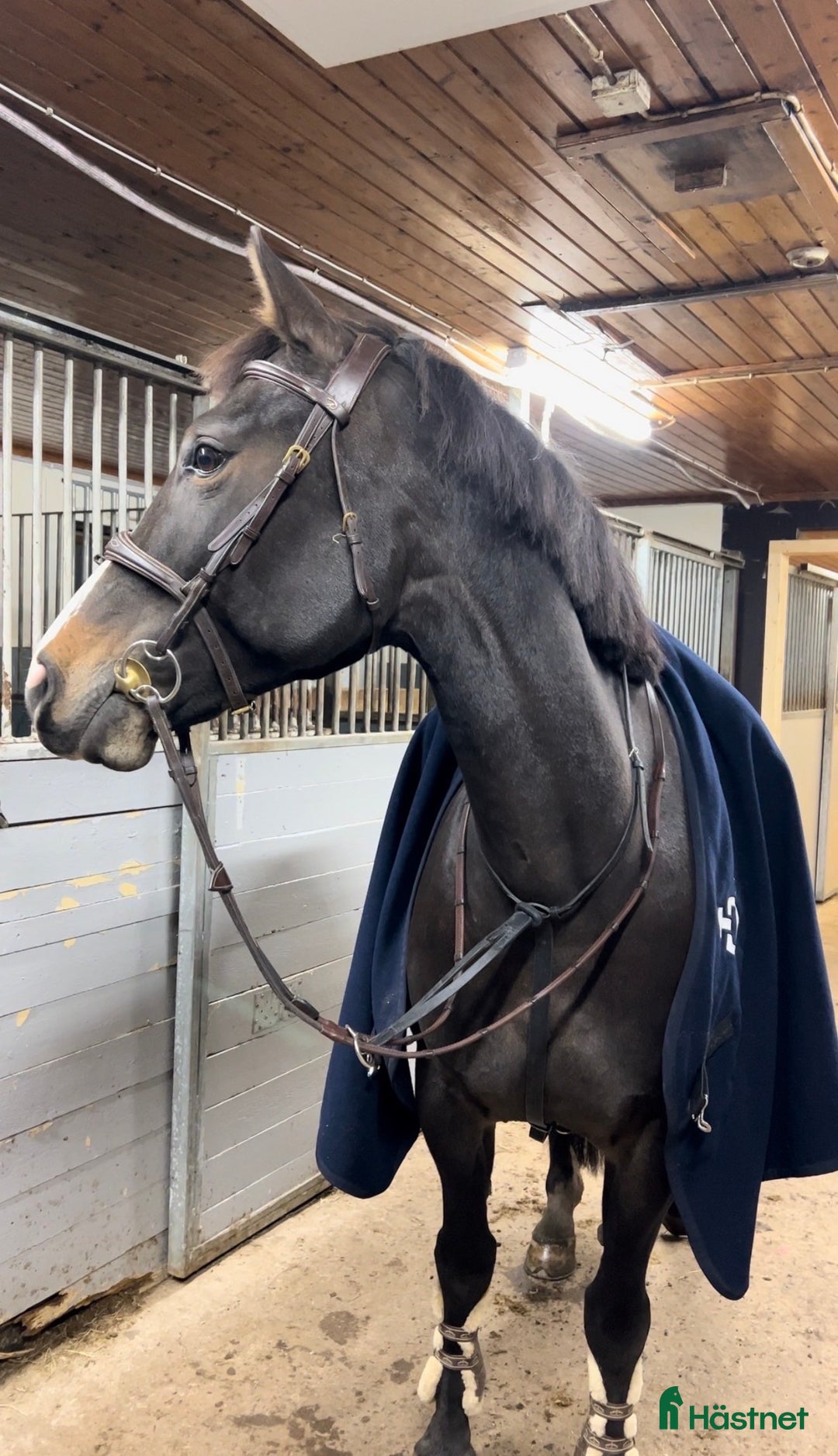 Hoppning hästar till salu: Liten storhäst till children junior  - Annons 2