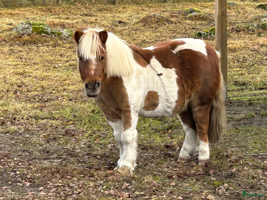 Allround hästar till salu: Bästa lekfarbrorn  - Annons 6