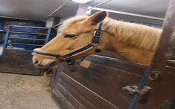 Allround hästar till salu: Har du våran stärna  i Floda - Bild 12