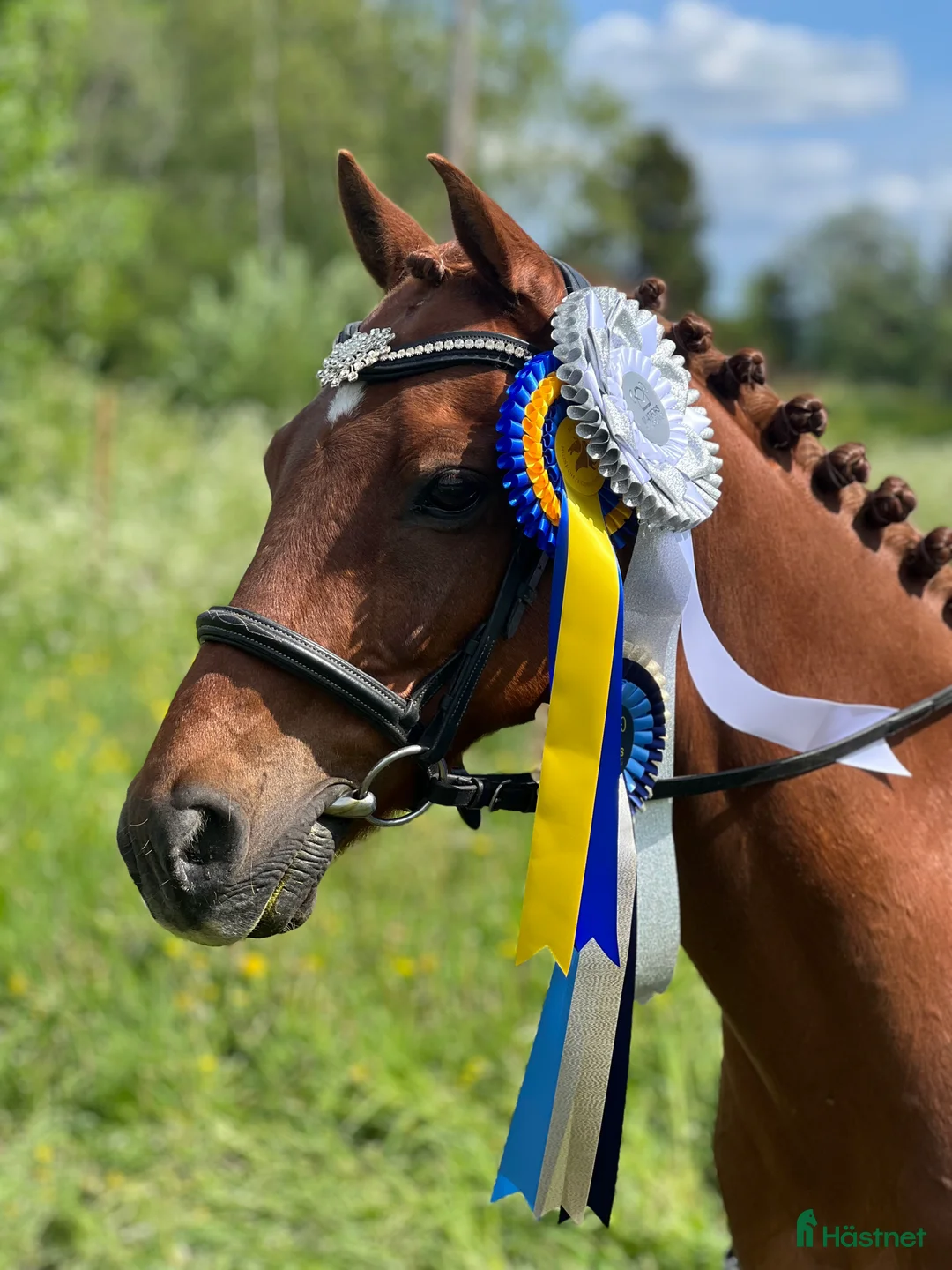 Allround hästar till salu: Mys Prinsen i Sundsvall - Annons 3