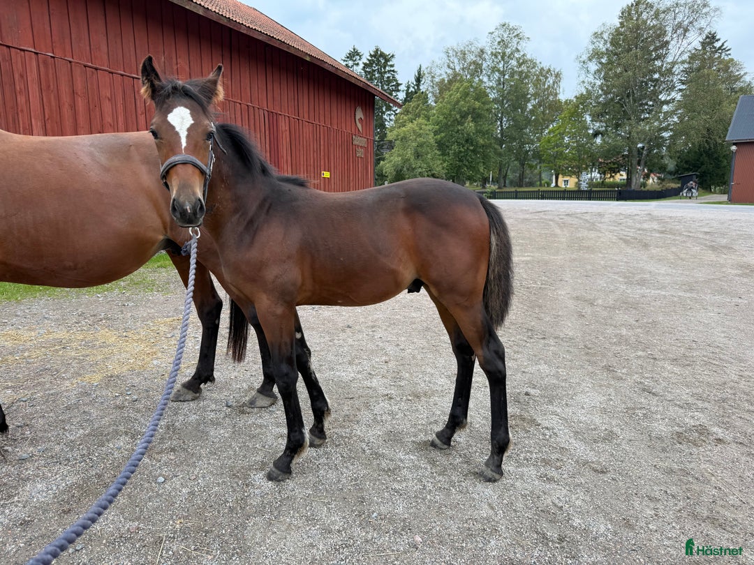 Trav hästar till salu: Välhanterat årsföl e Hayden Hanover i Tystberga - Annons 7