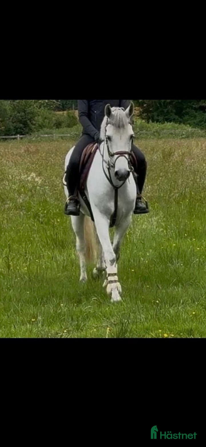 Allround hästar till salu: Unghäst som blir det du gör han till i Sundsvall - Annons 1