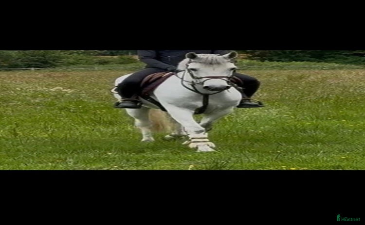  hästar i Sundsvall - Annons 2