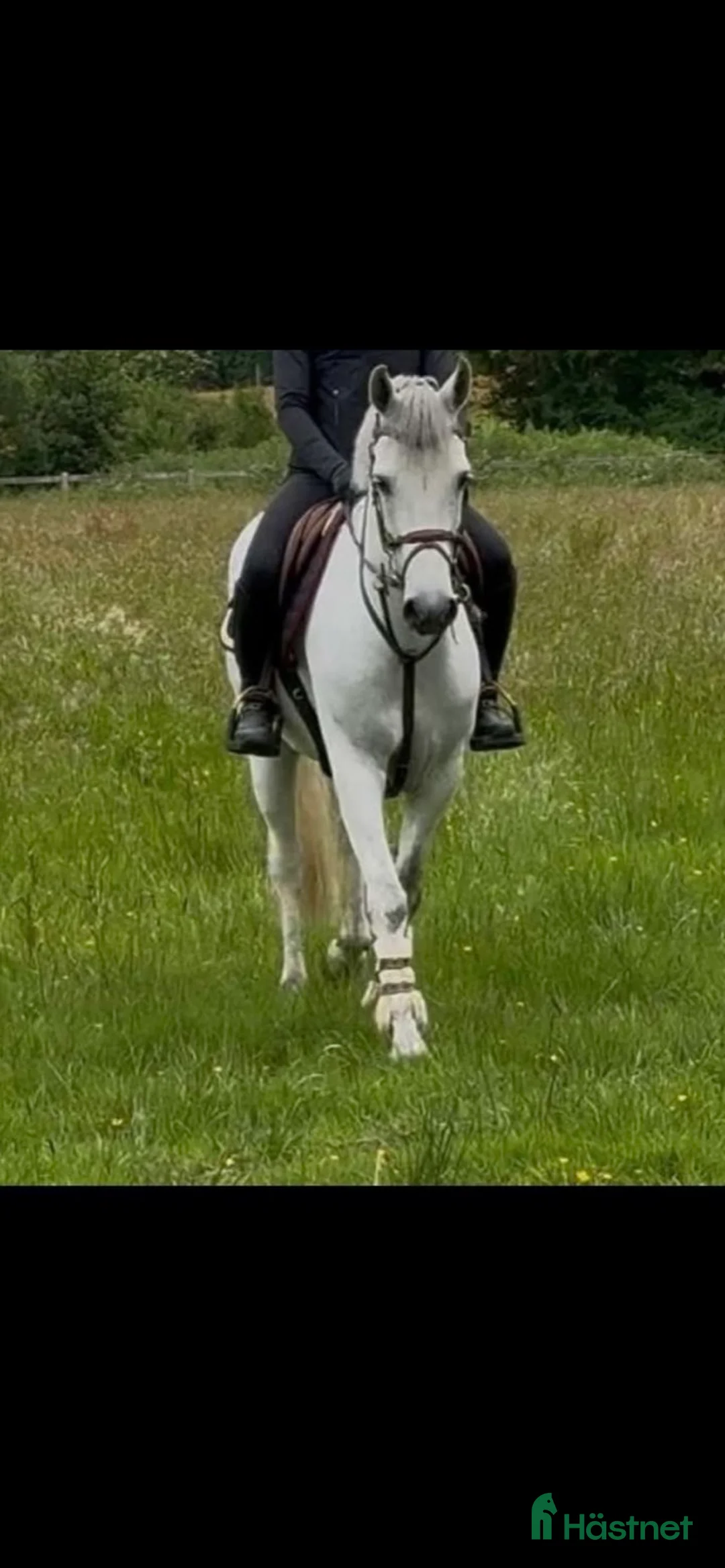 Allround hästar till salu: Unghäst som blir det du gör han till - Annons 2