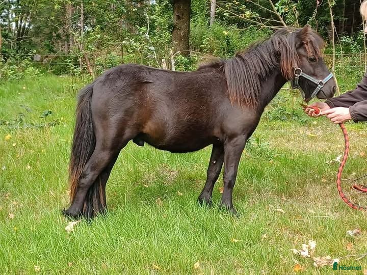  hästar En välhanterad och trevlig mini - Annons 4