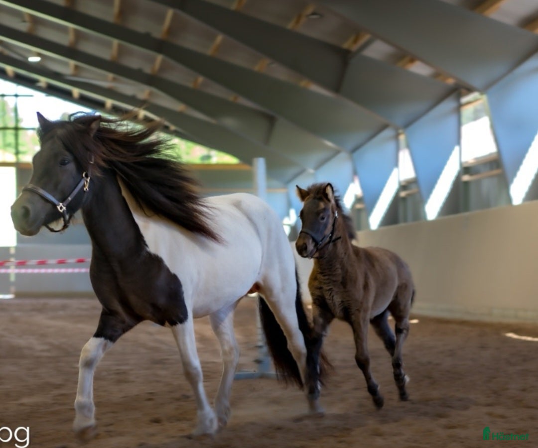 Övrigt hästar till salu: Islandssto i Åseda - Annons 12