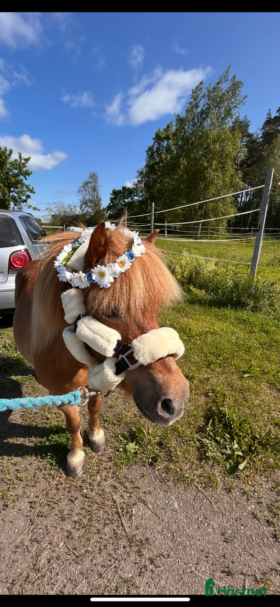 Allround hästar till salu: Söker medryttare till underbar barnponny - Annons 2