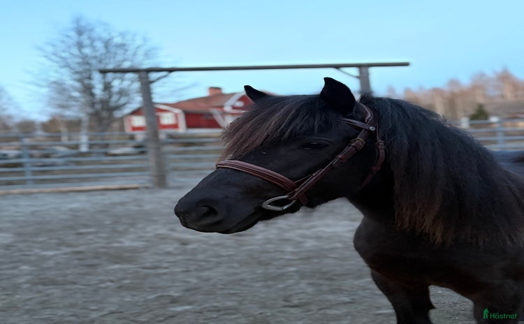  hästar i Tierp - Annons 2