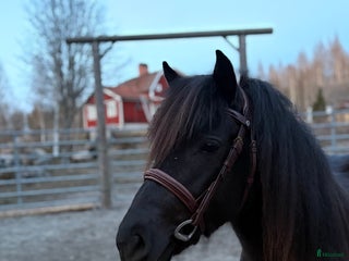 hästar Mycket trevligt gotlandsruss sto säljes i Tierp - Annons 1