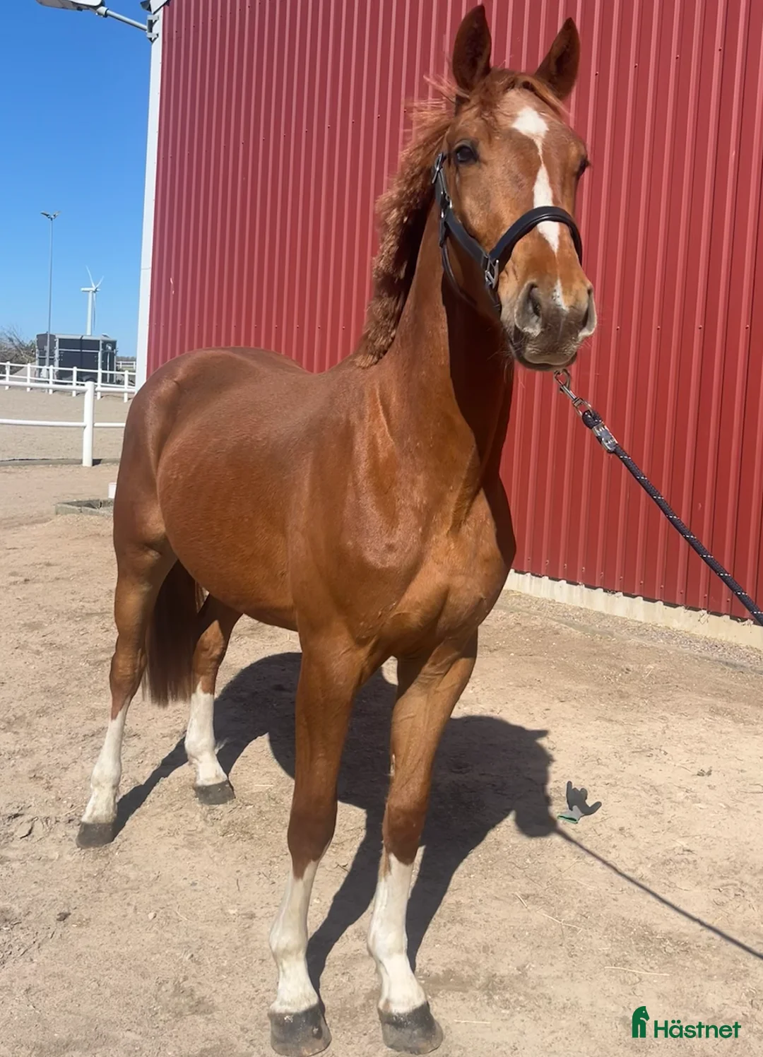 Hoppning hästar till salu: Vacker treåring med kapacitet  - Annons 1