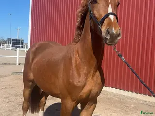 hästar Vacker treåring med kapacitet - Annons 11