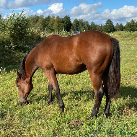 hästar i Sävsjö - Annons 6