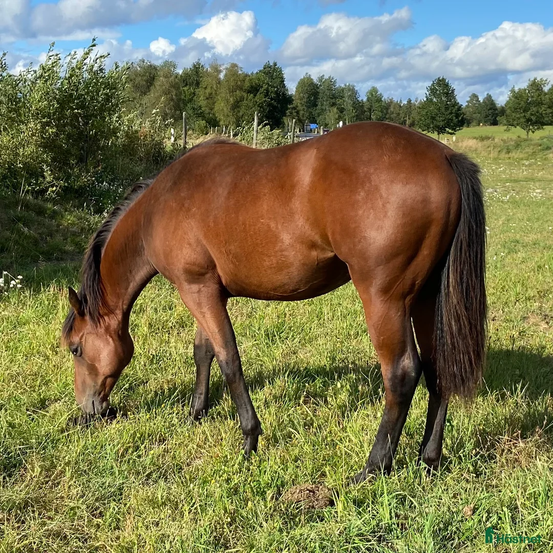 Western hästar till salu: DC Boom Be Great i Sävsjö - Annons 1