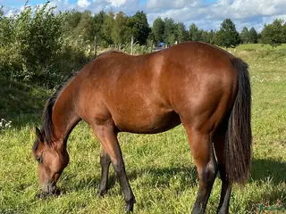 hästar DC Boom Be Great i Sävsjö - Annons 4