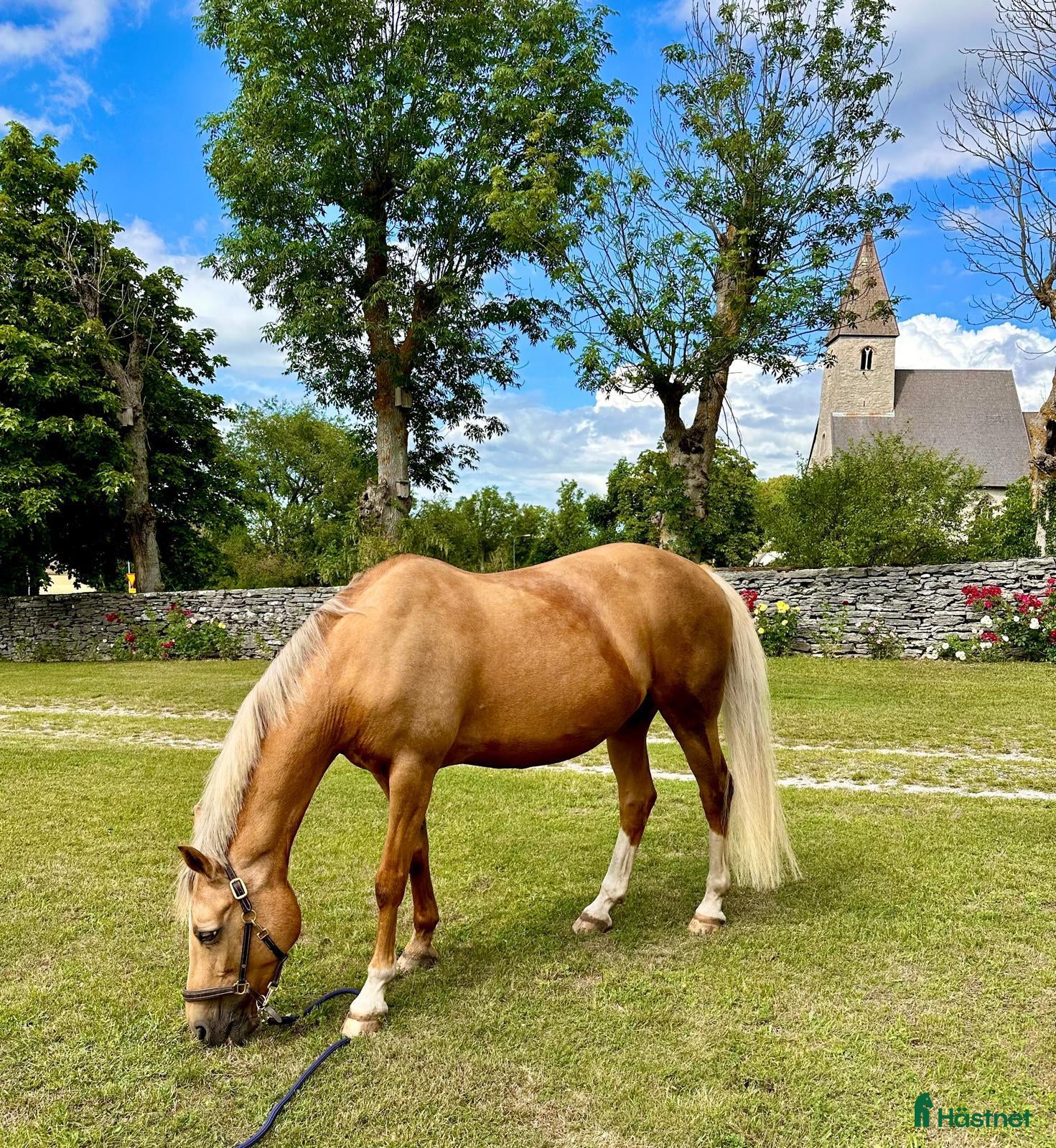 Allround hästar till salu: Guldponny söker ny bästa vän - Annons 1