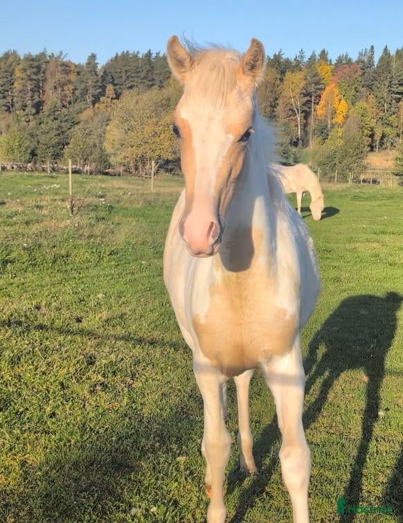  hästar Vackert sto - Annons 1