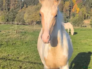 hästar Vackert sto - Annons 1