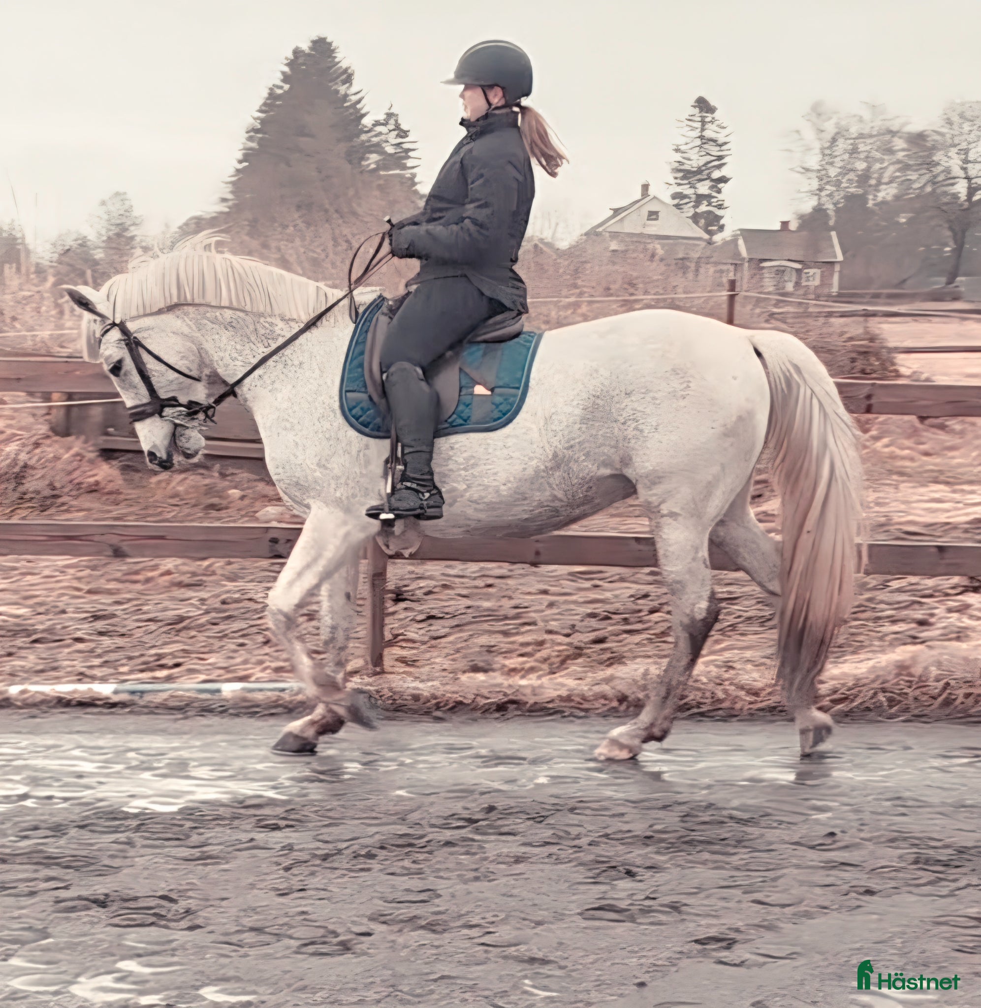  hästar Trevlig allroundhäst - Annons 6
