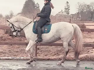 hästar Trevlig allroundhäst - Annons 6
