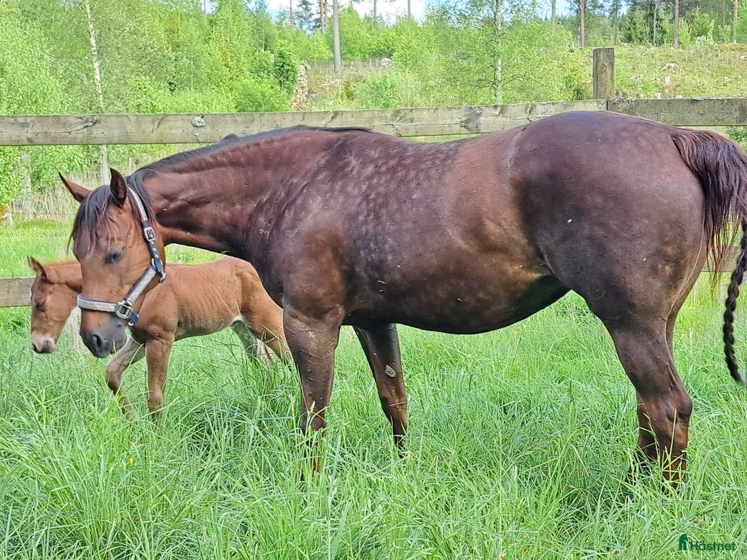 Western hästar till salu: Framtida tävlingshäst reining  i Trädet - Bild 4
