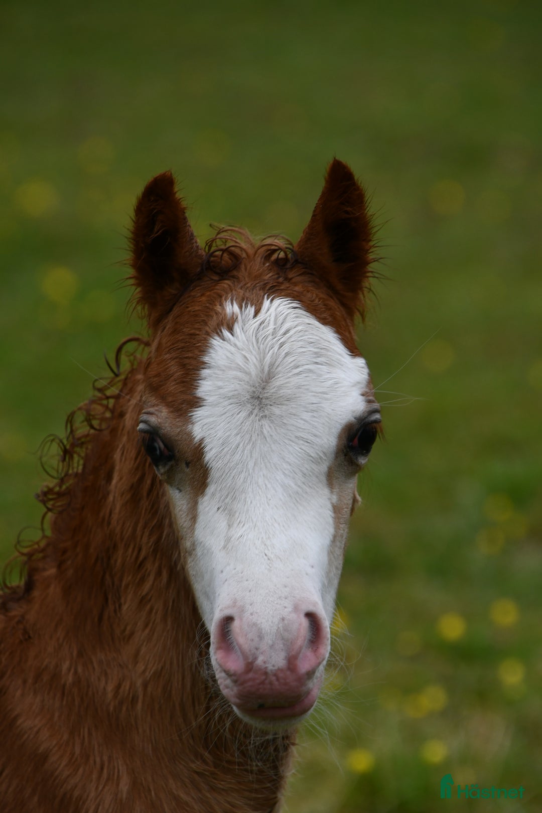 Allround hästar till salu: Ett föl som fångar blicken direkt.  i Nyköping - Annons 17