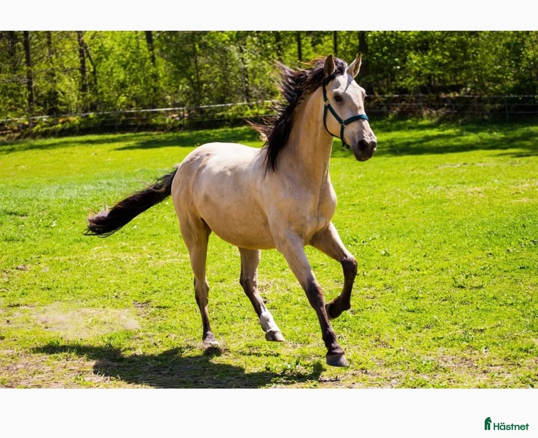 Working Equitation hästar till salu: 3-årig PRE-valack  - Annons 2