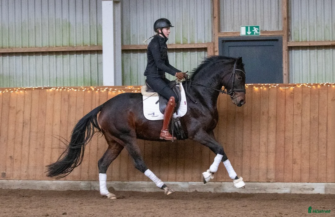Dressyr hästar till salu: Super smart velgående unghest i Sulsted - Annons 5