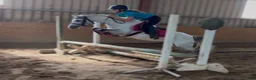 Hoppning hästar till salu: Jumping ponies  - Annons 3