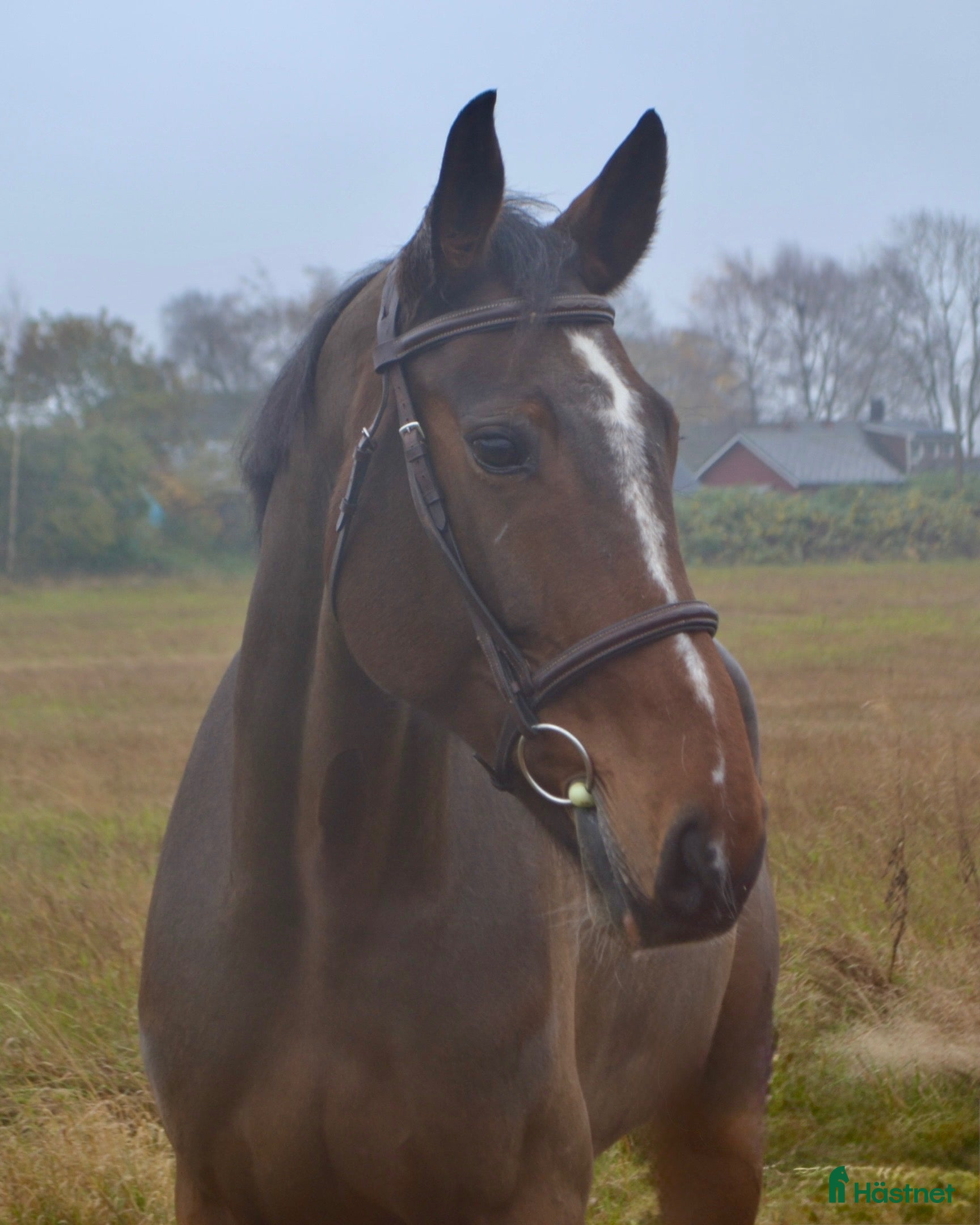  hästar FIN TÄVLINGSHÄST MED TOPP STAM  i Ekeby - Annons 17