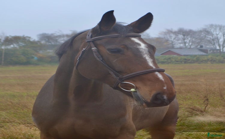  hästar FIN TÄVLINGSHÄST MED TOPP STAM  i Ekeby - Annons 9