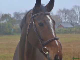 hästar i Ekeby - Annons 22