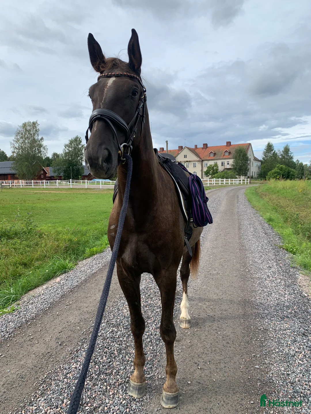 Allround hästar till salu: Positiv och social 8-åring - Annons 2