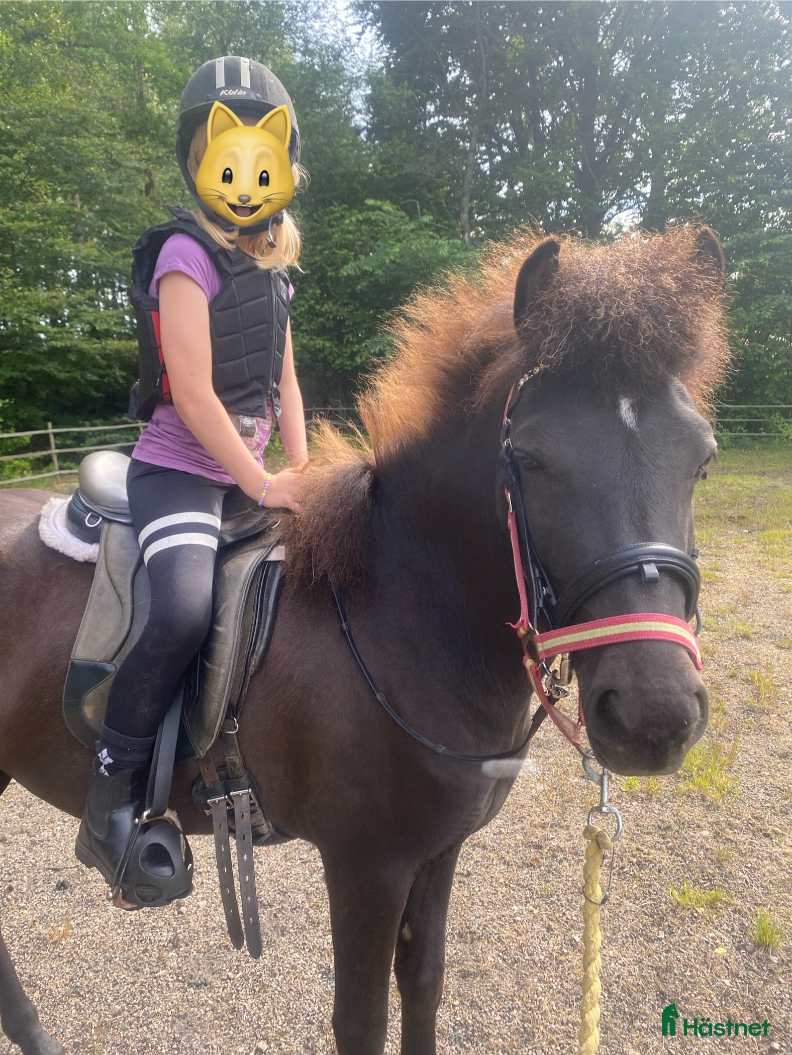  hästar 5-årigt islandssto i Munka-ljungby - Annons 2