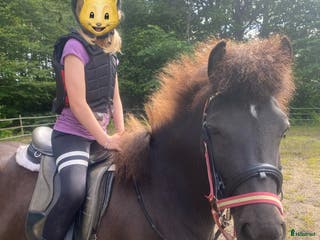 hästar 5-årigt islandssto i Munka-ljungby - Annons 13