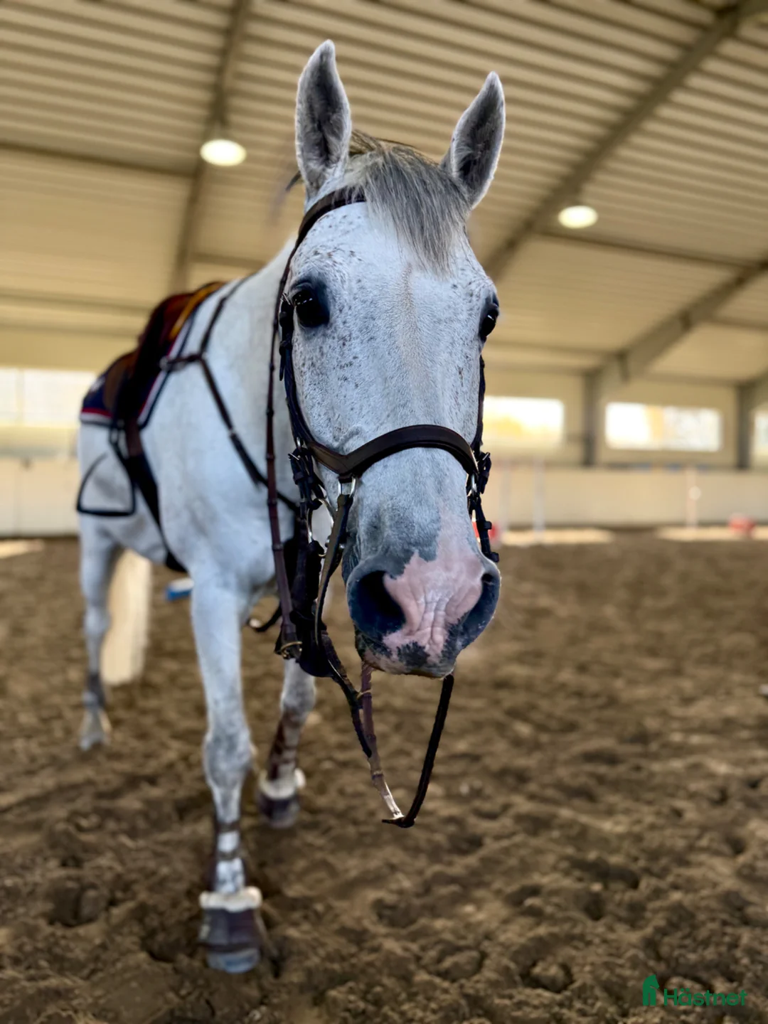 Hoppning hästar till salu: Lyxig hobbyhäst - Annons 4