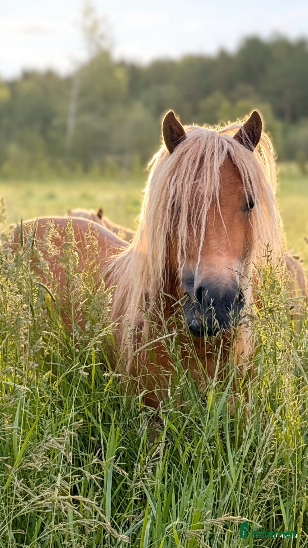  hästar En fantastisk 3 åring  - Annons 2