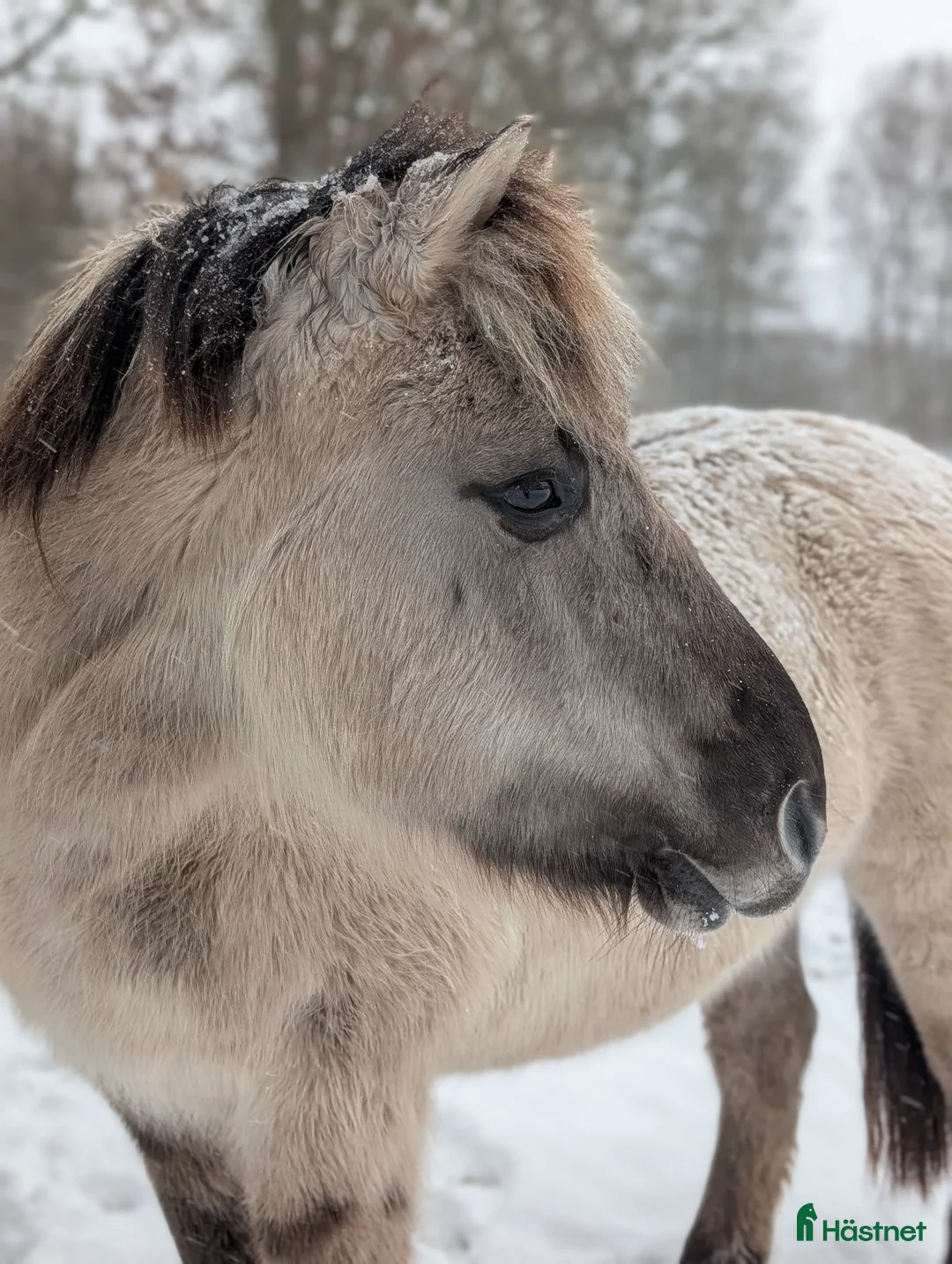 Allround hästar till salu: Bästa Skrollan  i Hallaröd - Annons 1