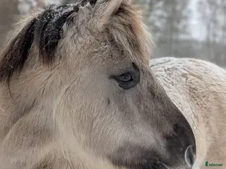 hästar Bästa Skrollan i Hallaröd - Annons 15