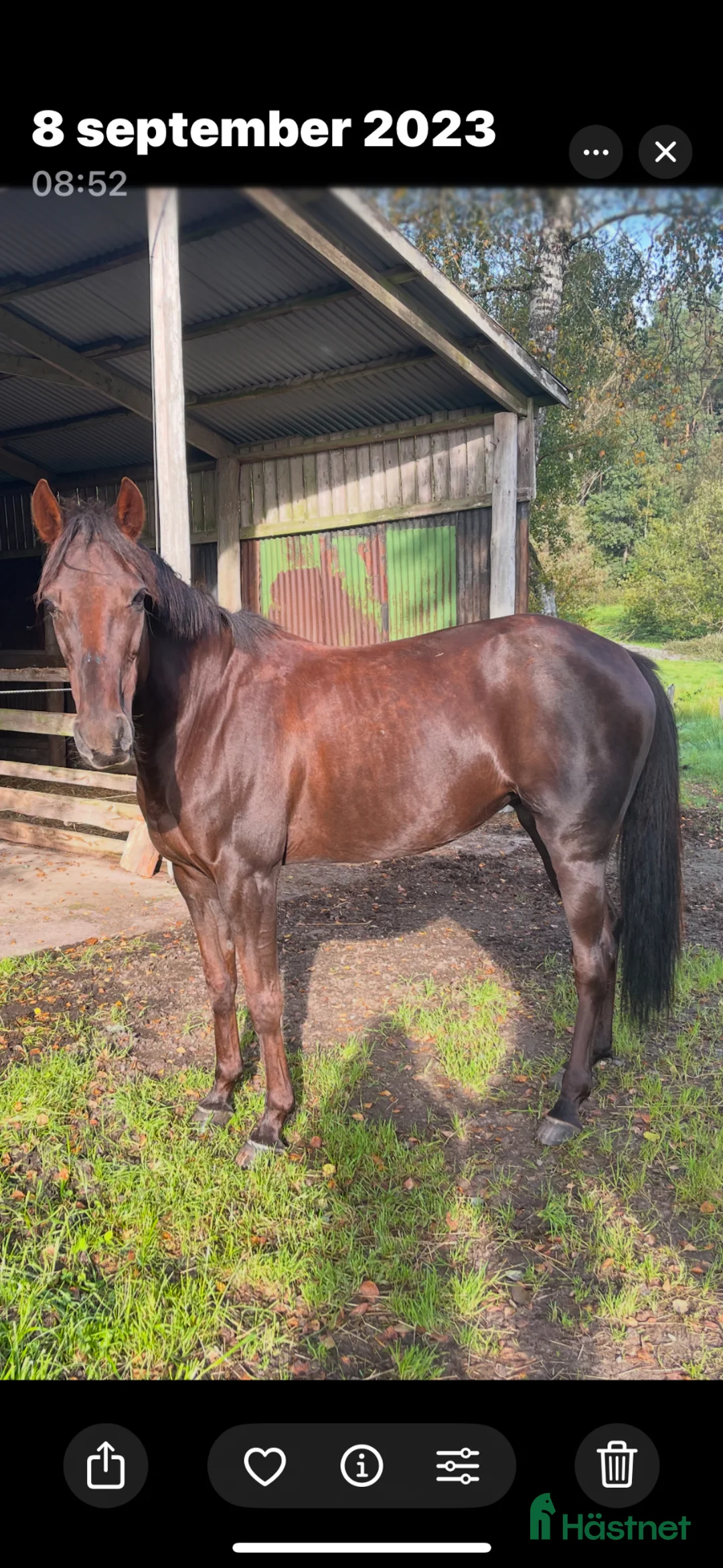 Allround hästar till salu: Socker söt liten häst  i Vårgårda - Annons 2