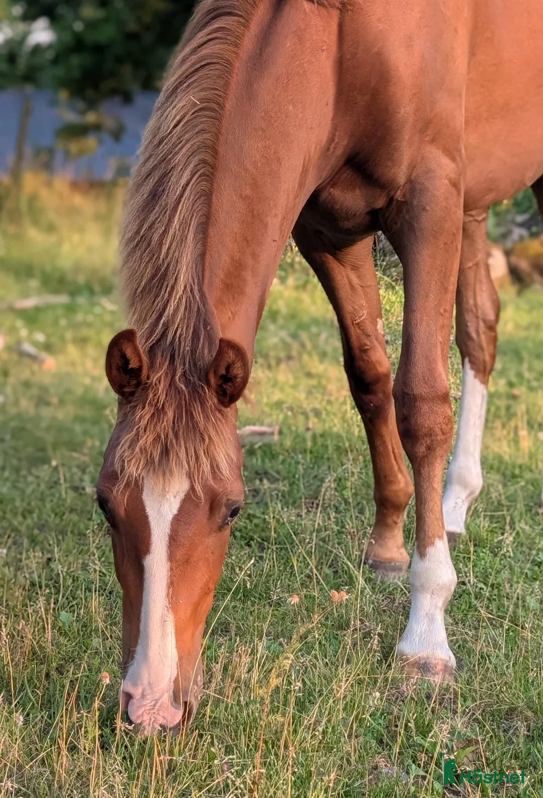 Dressyr hästar till salu: Lovande unghäst i Skärblacka - Annons 2
